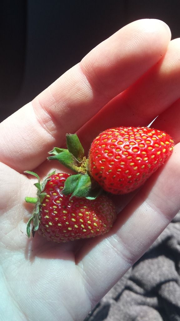 strawberries_zps0gjvgsud.jpg