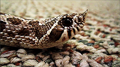 animated snake photo: Snake tongue forks f939aa06.gif