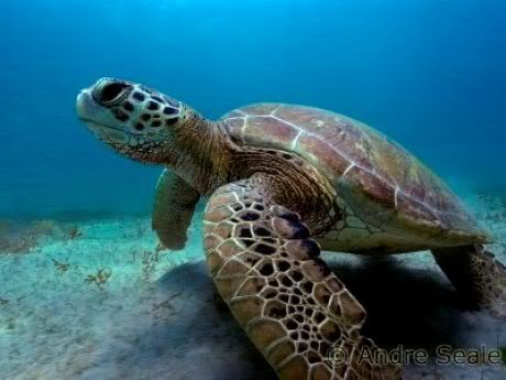 13_181-TURTLEINFERNANDODENORONHABRAZIL.jpg
