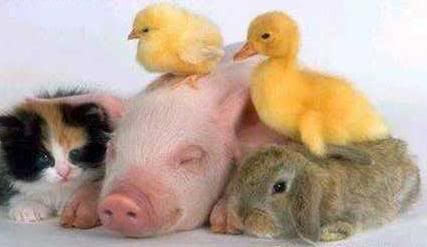 PlanetaVegetarianoDeclaraC3A7C3A3oUniversaldosDireitosdosAnimais.jpg