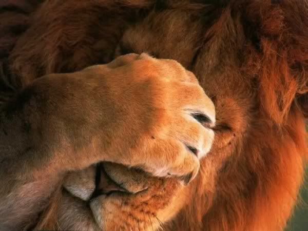 leao-600x450.jpg