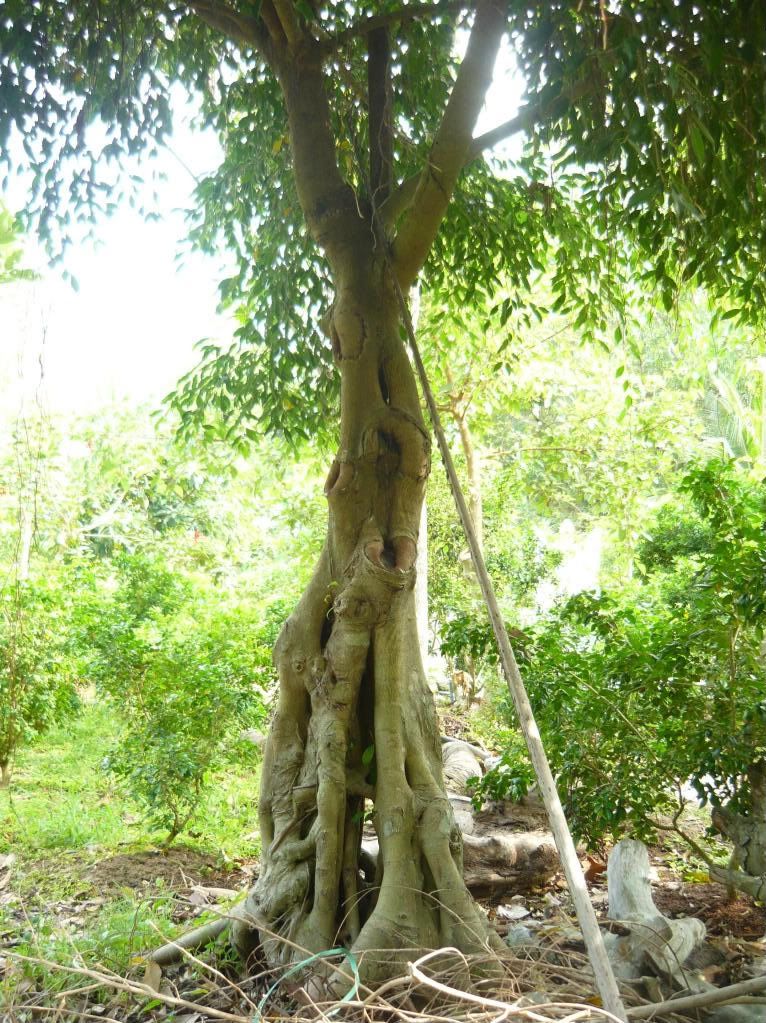 Cần Tư Vấn Về Cây Bám đá