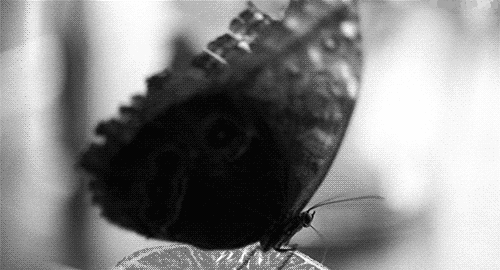 butterfly gif photo: Butterfly gif tumblr_m329ewfCup1r45qpdo1_500.gif