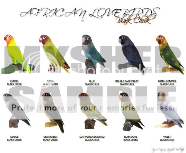 All about african lovebirds!!!
