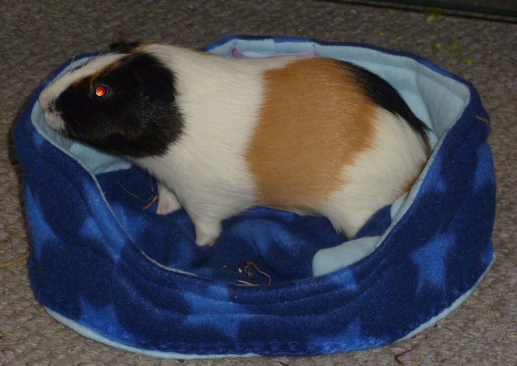 dextersbed.jpg