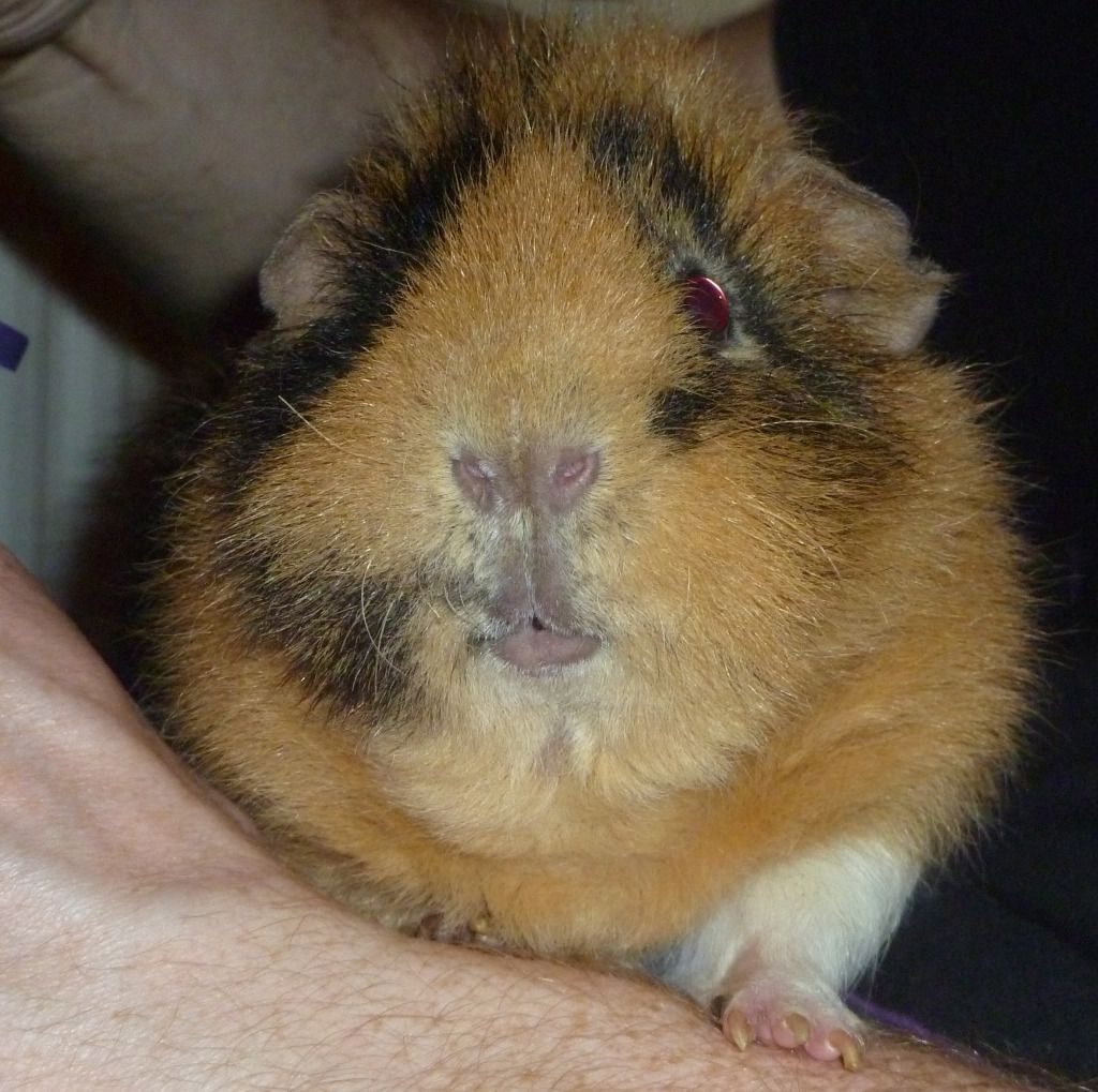 piggylips.jpg