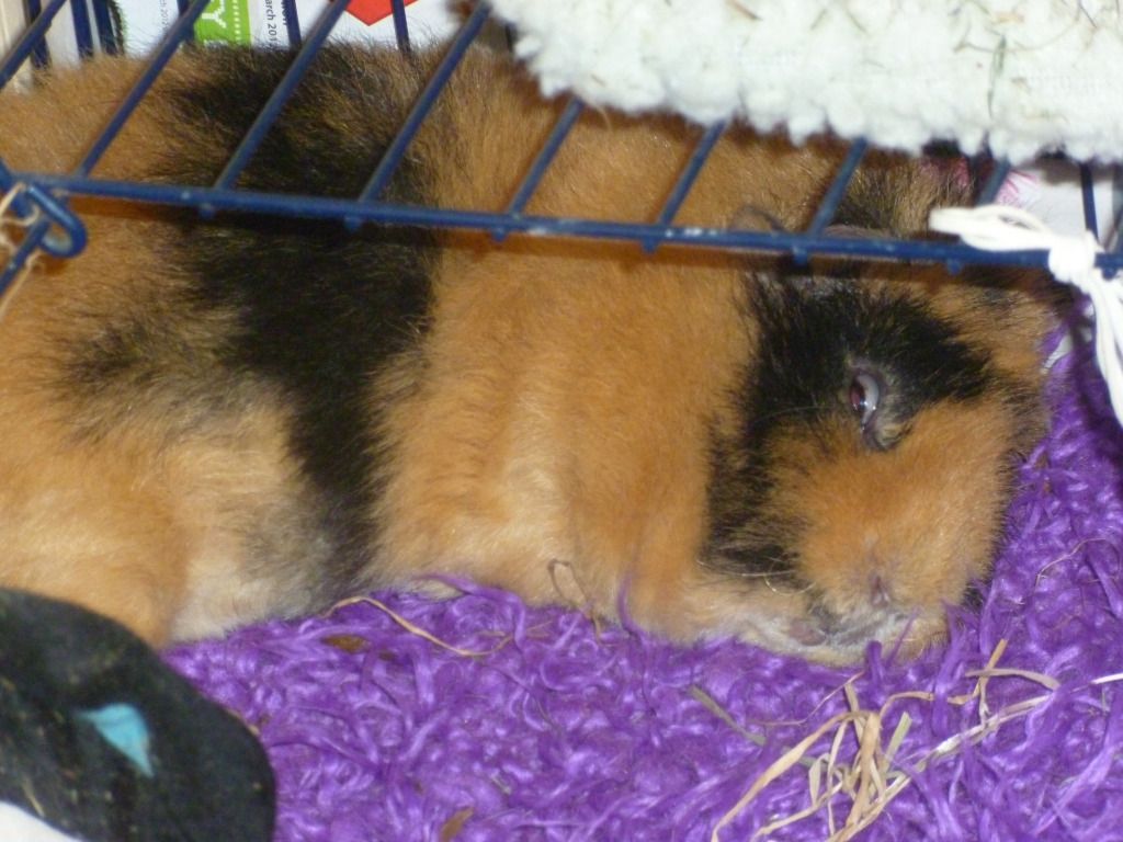 sleepyjem.jpg