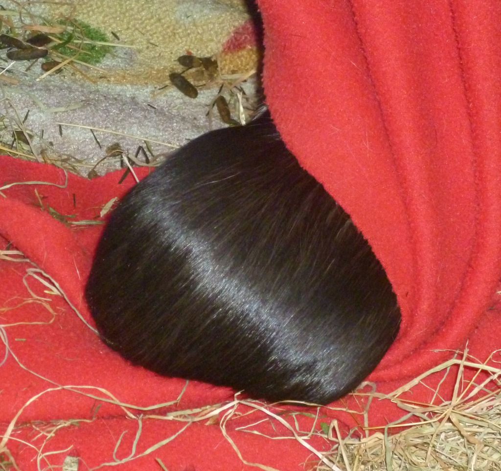 teddybum.jpg